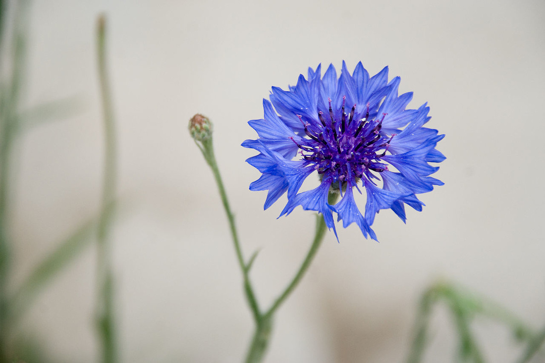 What Are Corn Flowers?  Bachelor's Button Flowers